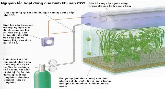 Bình CO2 cho bể thủy sinh - sản phẩm không thể thiếu cho người chơi